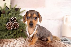 Clarice - Dachshund, Mini for sale