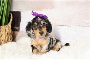 Nora - puppy for sale
