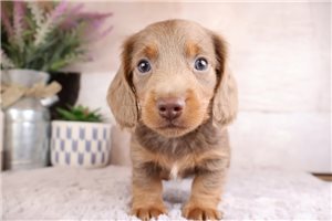 Quartz - Dachshund, Mini for sale