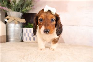 Kora - Dachshund, Mini for sale