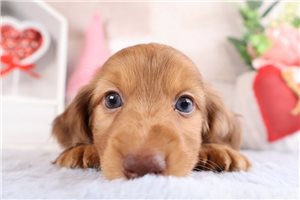 Quartz - Dachshund, Mini for sale