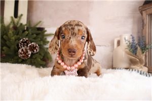 Soroya - Dachshund, Mini for sale
