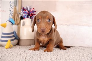 Aiden - puppy for sale