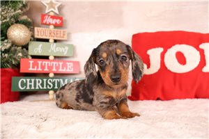 Hudson - Dachshund, Mini for sale