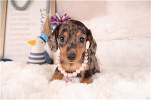 Teresa - puppy for sale