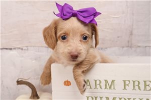 Tulla - puppy for sale