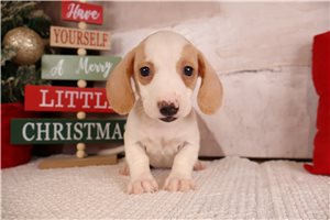 Harlow - Dachshund, Mini for sale