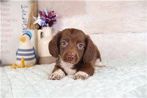 Blake - puppy for sale