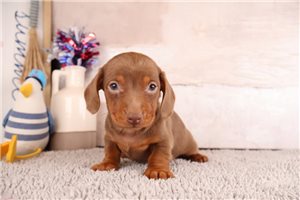 Adrian - puppy for sale