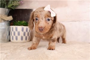 Rachel - Dachshund, Mini for sale