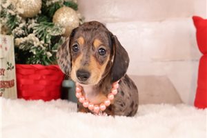 Faith - Dachshund, Mini for sale