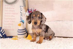 Parson - Dachshund, Mini for sale