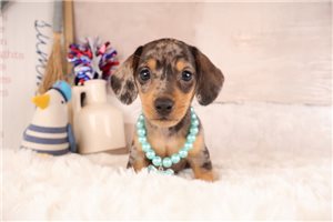 Talia - Dachshund, Mini for sale