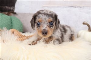 Timmy - puppy for sale