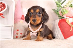 Ocean - Dachshund, Mini for sale
