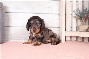 Winslow - puppy for sale