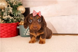 Helen - puppy for sale