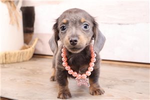 Tiffany - Dachshund, Mini for sale