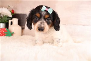 Petunia - Dachshund, Mini for sale