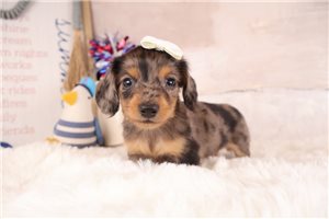 Tammy - puppy for sale