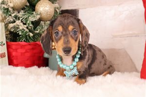 Fiona - Dachshund, Mini for sale