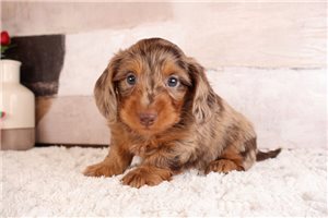 Orlando - puppy for sale