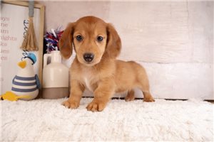 Zorro - puppy for sale