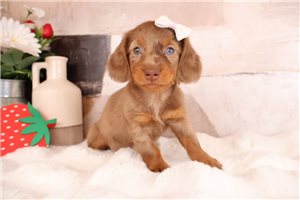 Lola - puppy for sale
