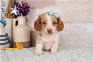 Bonita - puppy for sale