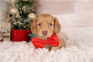 Kaleb - puppy for sale