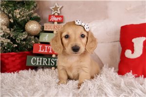 Haven - Dachshund, Mini for sale