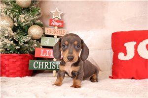 Hunter - Dachshund, Mini for sale