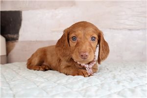 Nadine - puppy for sale