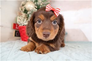 Giselle - Dachshund, Mini for sale