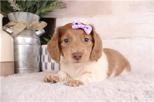 Queen - Dachshund, Mini for sale