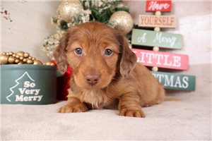 Colton - Dachshund, Mini for sale