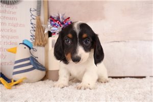 Shiloh - puppy for sale