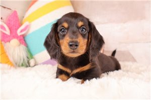 Damian - puppy for sale