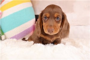Dominic - puppy for sale