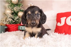Hugo - Dachshund, Mini for sale