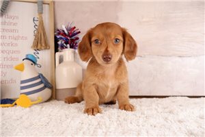 Zippy - puppy for sale
