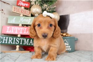 Gemma - Dachshund, Mini for sale