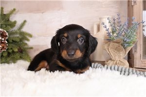 Indigo - Dachshund, Mini for sale