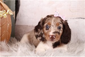 Twinkle - puppy for sale