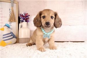 Zoey - puppy for sale
