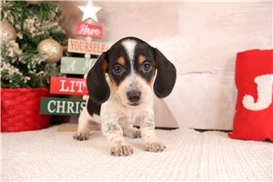 Harvey - Dachshund, Mini for sale