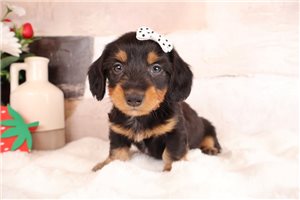 Leanne - puppy for sale