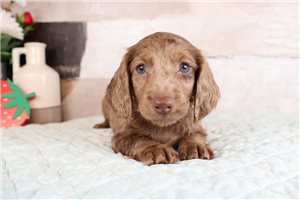 Norris - Dachshund, Mini for sale
