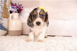 Soroya - puppy for sale