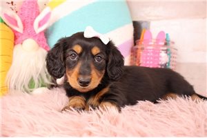 Dream - Dachshund, Mini for sale